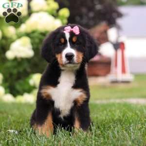 Marcy, Bernese Mountain Dog Puppy